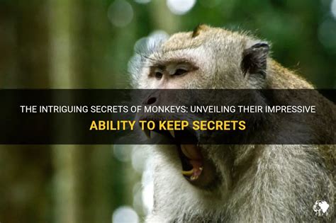 Unveiling the Importance of Monkey Reveries