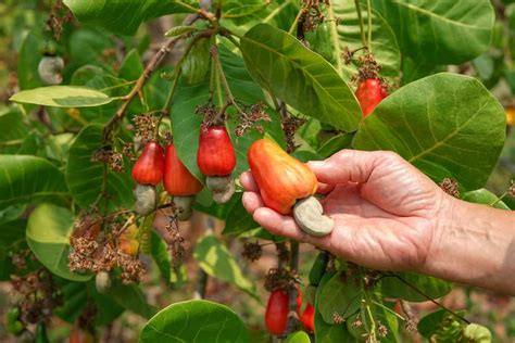 Unveiling the Intricate Process of Growing and Harvesting Cashew Nuts: From Tree to Table