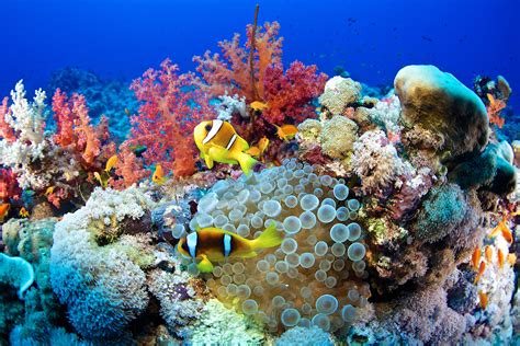 Unveiling the Intriguing Dreams of Reef Organisms