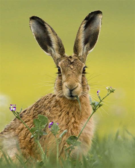 Unveiling the Journey of the Elusive Hare