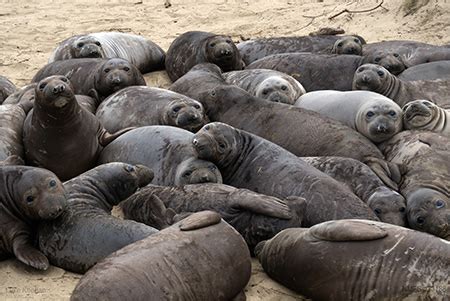 Unveiling the Mysteries of Seal Reproduction