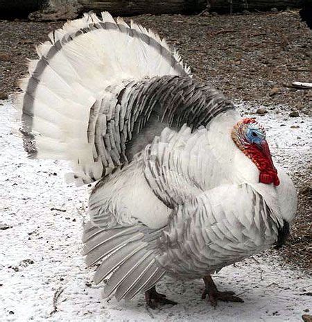 Unveiling the Mysterious Blue Turkey