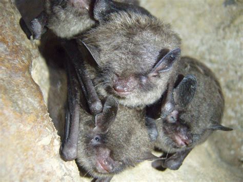 Unveiling the Mysterious Sleep Patterns of Grey Bats