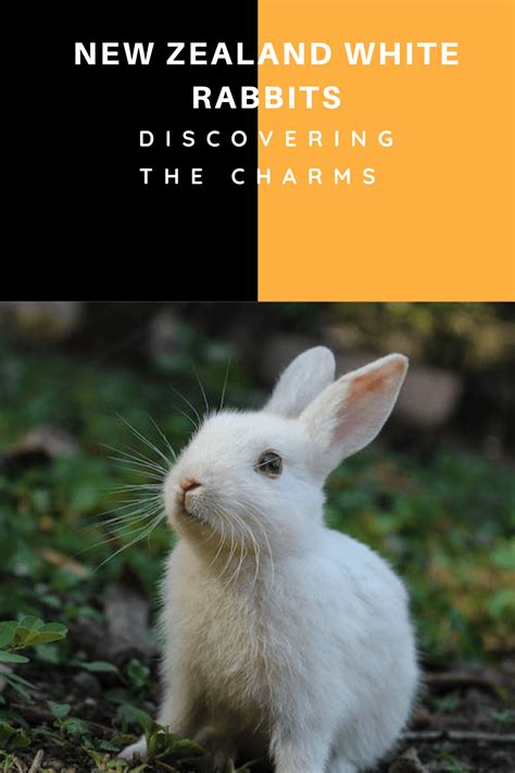 Unveiling the Mystery: Discovering the Enigma of Rabbit Hunting Dreams