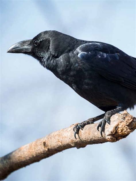 Unveiling the Mystical Powers of Ebony Rodents