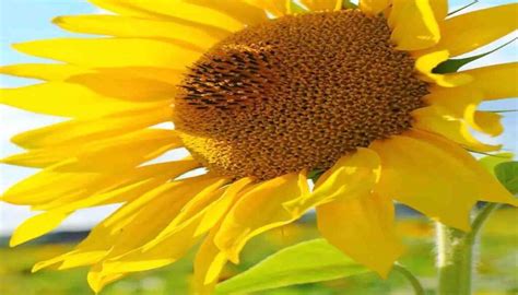 Unveiling the Nutritional Power of Sunflower Seeds