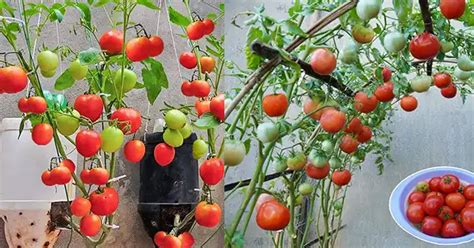 Unveiling the Path to Cultivating Delectable Tomatoes: A Novice's Handbook