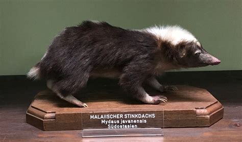 Unveiling the Psychological Insights behind Envisioning a Colossal Stink Badger