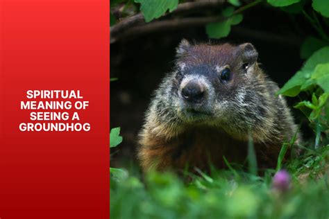 Unveiling the Psychological Significance of Encountering a Groundhog in Your Dream