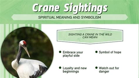 Unveiling the Psychological Significance of a Young Crane Vision