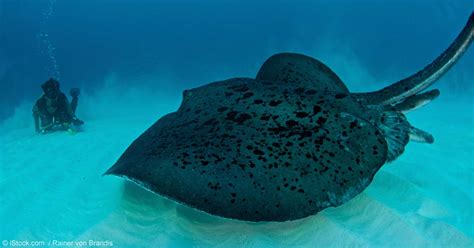 Unveiling the Secret Lives of Enormous Stingrays