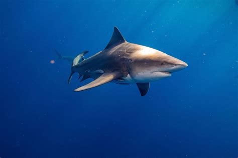 Unveiling the Secrets behind Bull Sharks' Remarkable Abilities