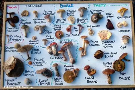 Unveiling the Secrets of Locating and Identifying Delightful Wild Fungi