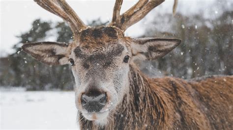 Unveiling the Secrets of a Winter Wonderland