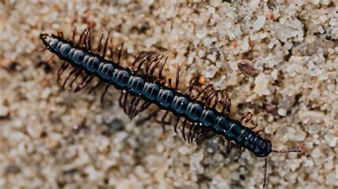 Unveiling the Significance Behind the Emergence of a Centipede from the Oral Cavity