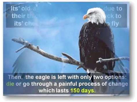 Unveiling the Significance of Transformation and Rebirth in Dreaming about a Deceased Bald Eagle