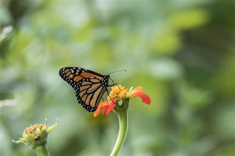 Unveiling the Significance of a Butterfly's Encounter with Aquatic Environments