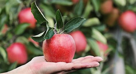 Unveiling the Significance of a Fully Grown Apple in Interpretation of Dreams