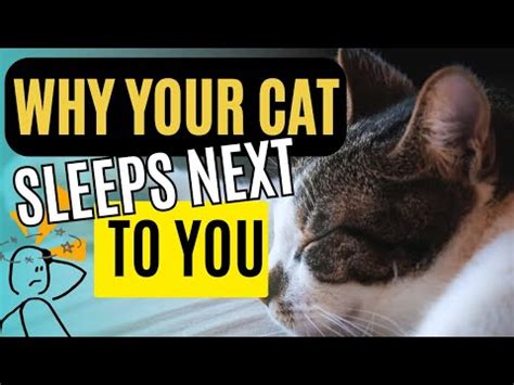 Unveiling the Sleeping Secrets of our Feline Friends