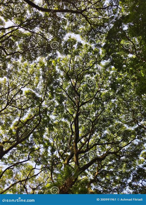 Unveiling the Symbolic Potency of Lush Foliage in Reveries