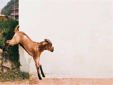 Unveiling the Symbolic Significance of Goat Meat in Your Dream