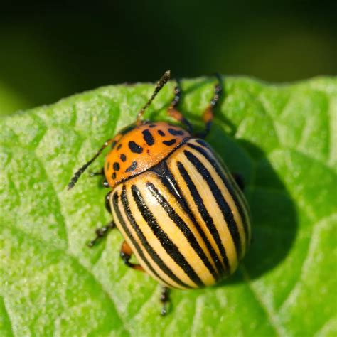 Unveiling the Symbolic Significance of a Beetle's Bite in Your Dreams