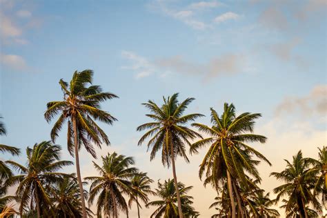 Unveiling the Symbolic Significance of a Charred Palm in Dreams