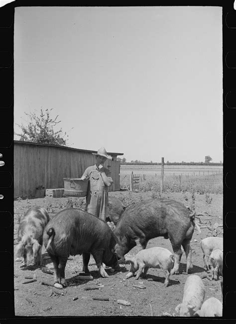 Unveiling the Symbolism Behind Dreaming About a Pristine Pig