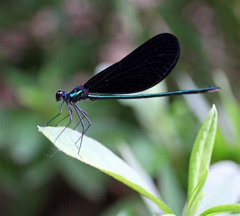 Unveiling the Symbolism and Folklore Surrounding the Enigmatic Ebony Damselfly