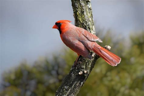 Unveiling the Symbolism of a Nesting Sanctuary for New Life
