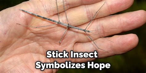 Unveiling the Symbolism of the Majestic Insect