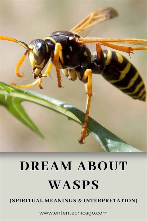 Unveiling the Various Explanations of Dreaming about an Exanimate Wasp