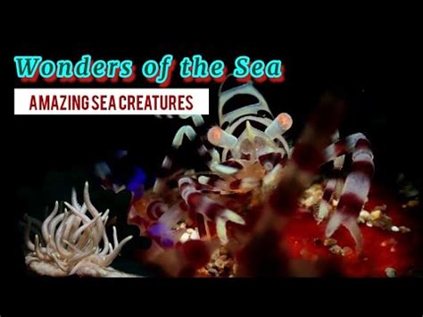 Unveiling the Wonders of Oceanic Depths and Celestial Marvels