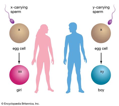 Unveiling the role of genetics in determining the sex of a newborn