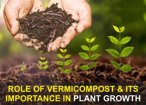 Utilizing the Benefits of Vermicompost in Your Garden or Planting