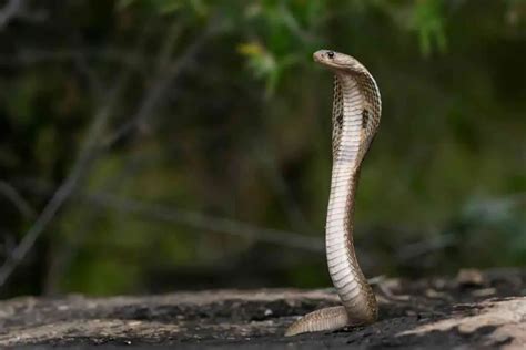 Warning Signs or Hidden Messages? Understanding the Cobra Dream in a Personal Context