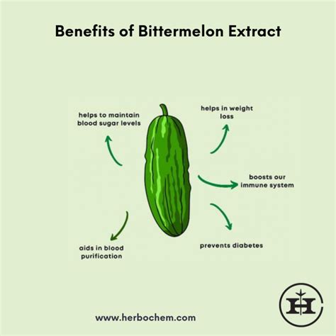 Weight Loss Aid: How Bitter Melon Can Assist in Shedding Excess Weight