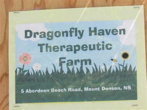 Welcome to Dragonfly Haven