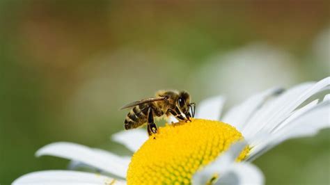 What Can Dreaming About Buzzing Bees Reveal About our Personal Development?