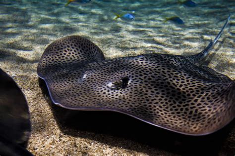 What Does It Mean When You Have a Stingray Pursuing You in Your Dream?