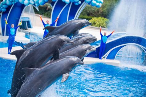 What Happens Behind the Scenes of a Captivating Dolphin Show