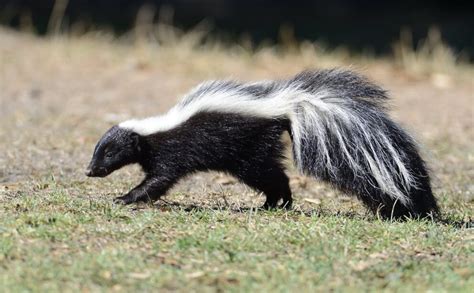 What Makes Skunks Often Feared?