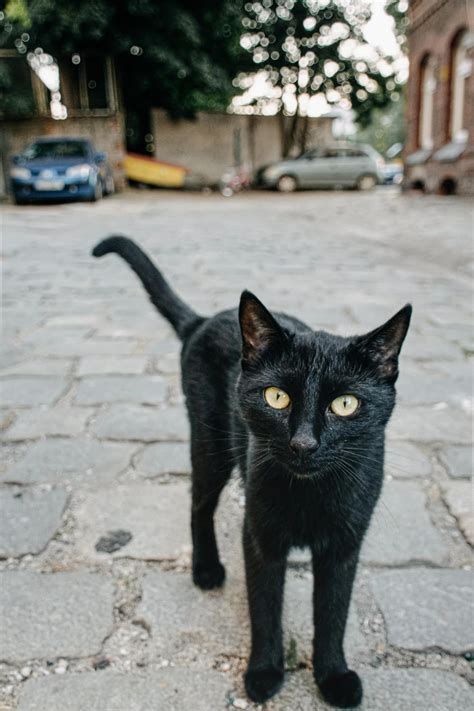 What to Pay Attention to When You Encounter a Feline Crossing Your Path