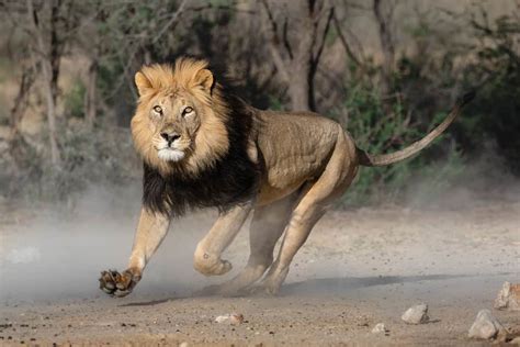 When Lions Pursue You: An In-Depth Exploration of Symbolic Meanings