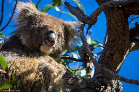 Wildlife Encounters: Exploring Australia's Majestic Animals