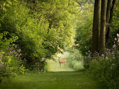 Window to the Wild: Observing Wildlife and Natural Habitats From a Distance