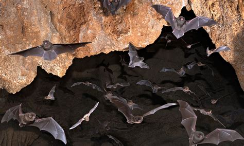 Winged Residents: A Comprehensive Examination of the Bat Population in the Mysterious Lair