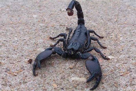 Witness the Astonishing Magnitude of the Emperor Scorpion's Incredible Size