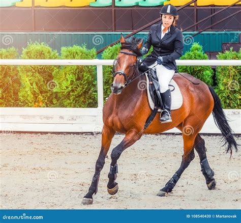 Witness the Beauty of Horse Shows and Competitions: From Dressage to Show Jumping