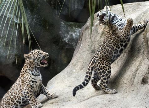 Witnessing the Enchanting Playfulness of Young Jaguars